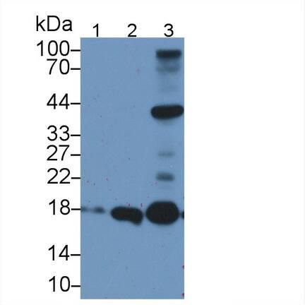 APOO Antibody