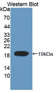 Topoisomerase III alpha Antibody