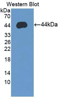 Syncollin Antibody