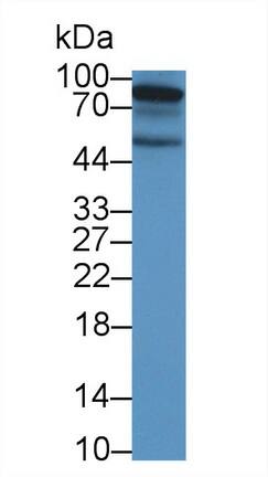 EphA10 Antibody