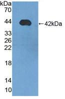 SCGB1D2 Antibody