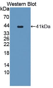 PC6 Antibody