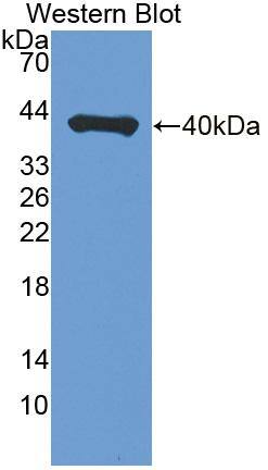 P4HA3 Antibody