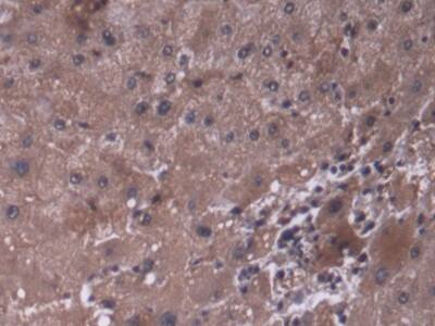 P4HA3 Antibody