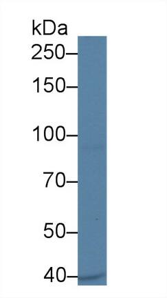 UBAP2 Antibody