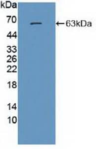 NMDA R, NR2A Subunit Antibody