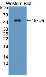 RNF39 Antibody