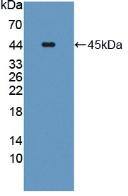 Carboxypeptidase A4/CPA4 Antibody