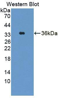 DPEP3 Antibody