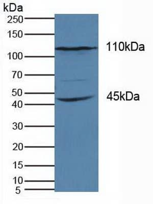 KIF18A Antibody