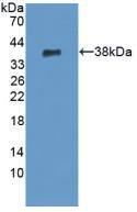 PADI6 Antibody