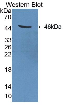 TMPRSS4 Antibody