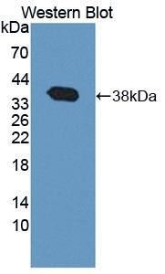 TNS3 Antibody