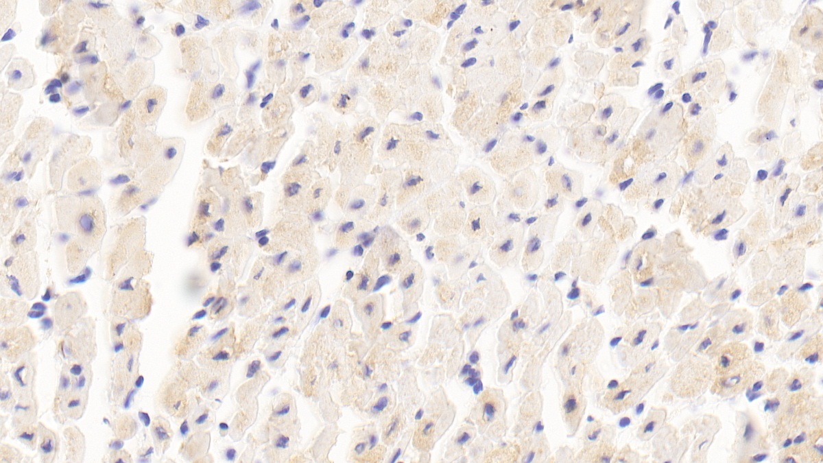 Myomesin 2 Antibody
