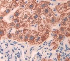 BDH1 Antibody