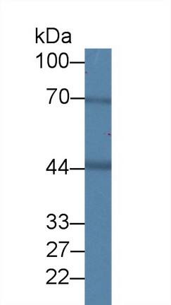 BDH1 Antibody