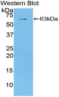 Sulfatase 1 Antibody