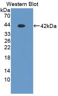 Hephaestin Antibody