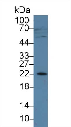 AMELX Antibody