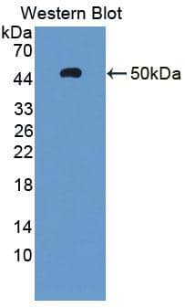 AHRR Antibody