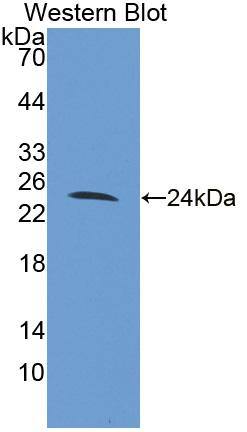 FAM20A Antibody