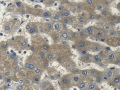 Myosin heavy chain 14 Antibody