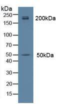 Myosin heavy chain 14 Antibody