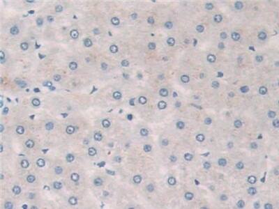 Phospholipase A2 X Antibody