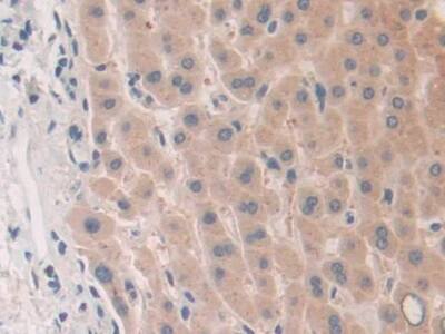 Phospholipase A2 X Antibody