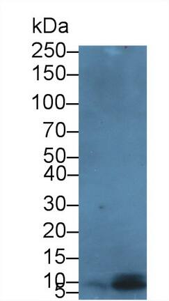 beta-Defensin 3 Antibody