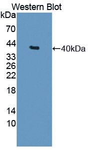 BIRC6 Antibody