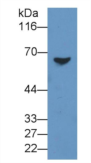 BCMO1 Antibody
