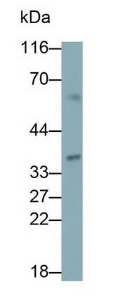 BCMO1 Antibody