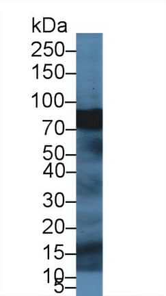 SPTBN4 Antibody