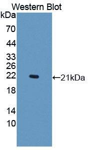 DNAJC4 Antibody