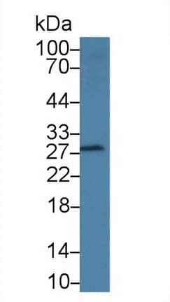 DNAJC4 Antibody