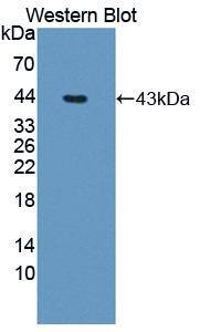 MTR Antibody