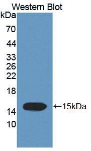 Trichohyalin Antibody