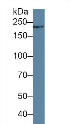 Trichohyalin Antibody