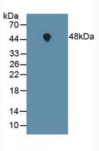 FNTA Antibody