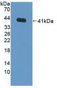 FNTA Antibody