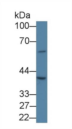 SLC30A3 Antibody