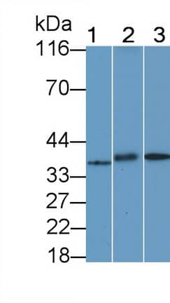 GPR35 Antibody