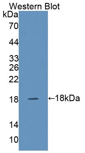 Snapin Antibody