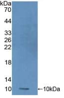 Protamine 1 Antibody