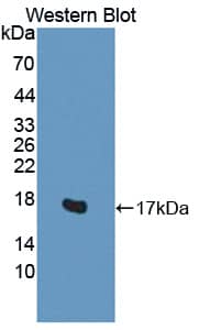 H2AFV Antibody