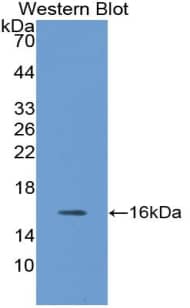Neuritin Antibody