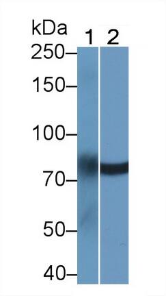 LMF2 Antibody