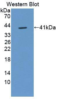 FIGN Antibody