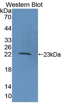 COL16A1 Antibody